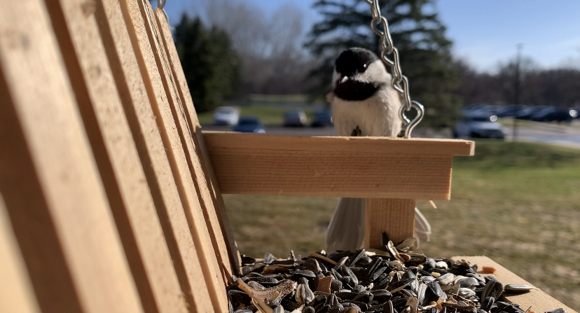 A black-capped chickadee landing on a platform bird feeder filled with sunflower seeds.