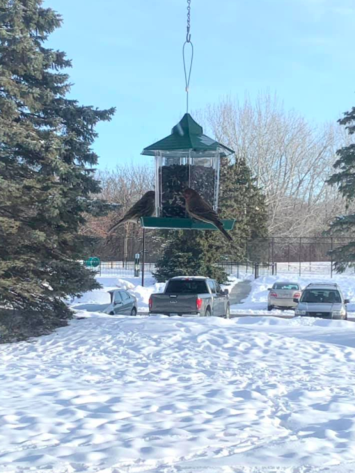 Two house finches on a bird feeder