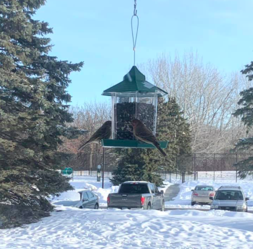 Two house finches eating bird seed at a hanging feeder with snow in the background. 