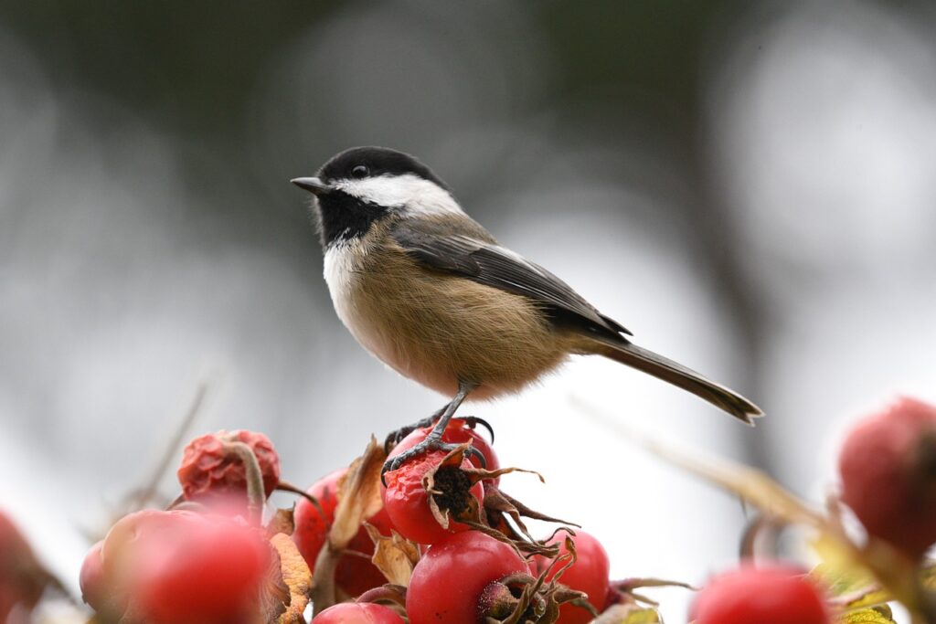 You can attract chickadees by offering them peanuts at bird feeders. 