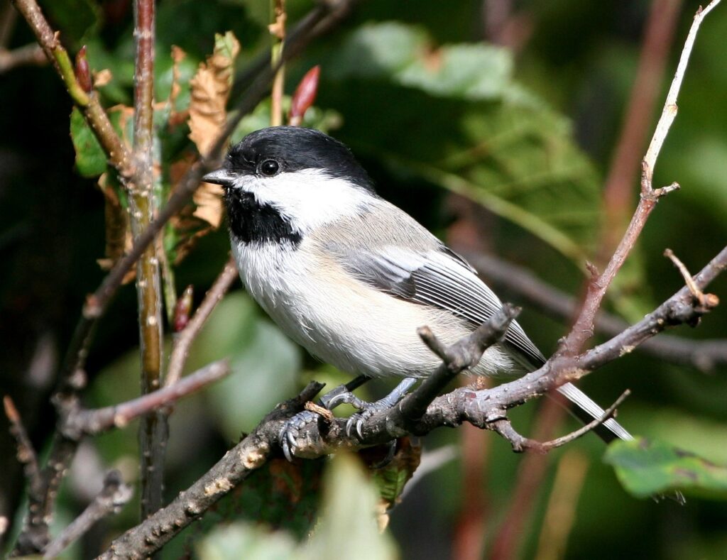 Black capped chickadees are familiar backyard visitors. Attract Chickadees with sunflower seeds, planting native plants and by offering a water source for birds!