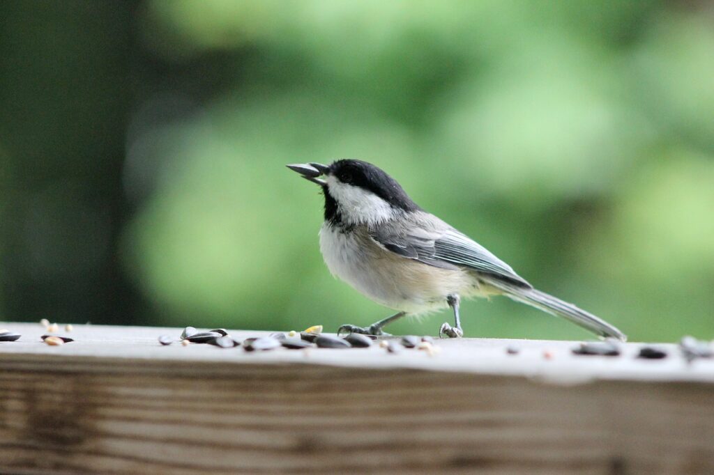 A Black Capped Chickadee grabbing a sunflower seed from a railing.