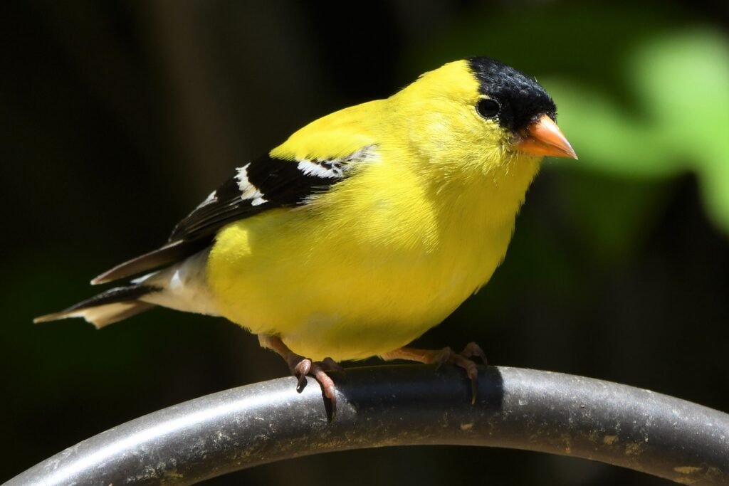 american goldfinch, finch, bird-5283115.jpg