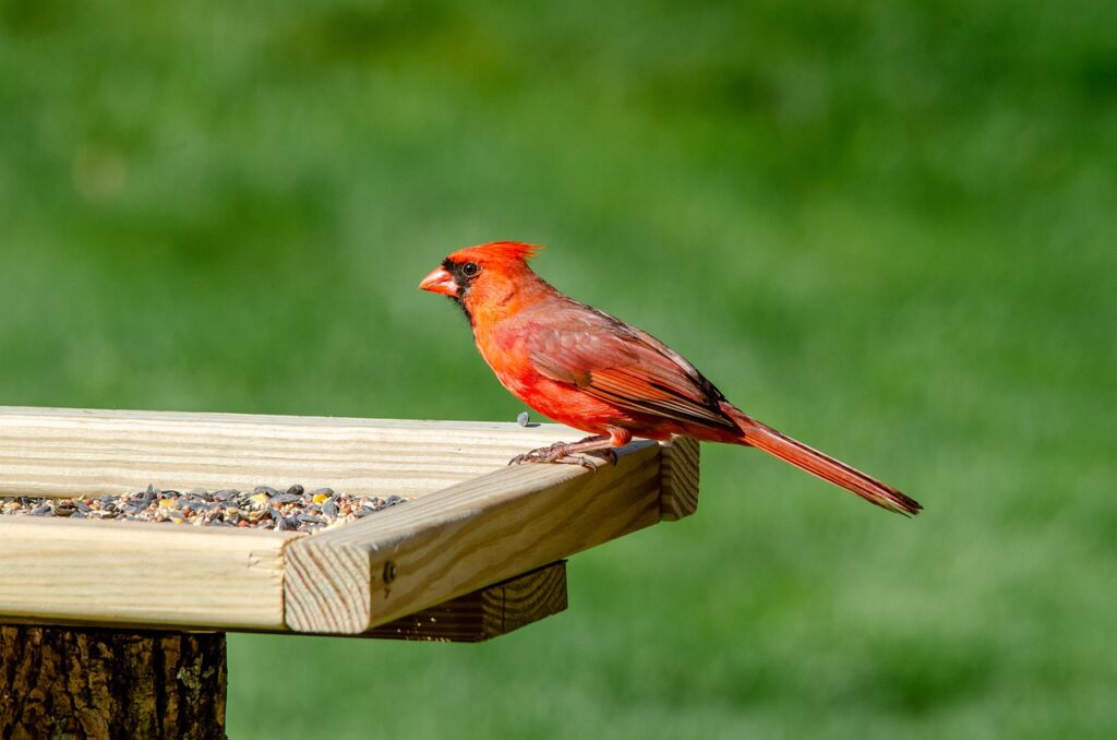 A bright red male Northern Cardinal eating bird seed at a feeder.