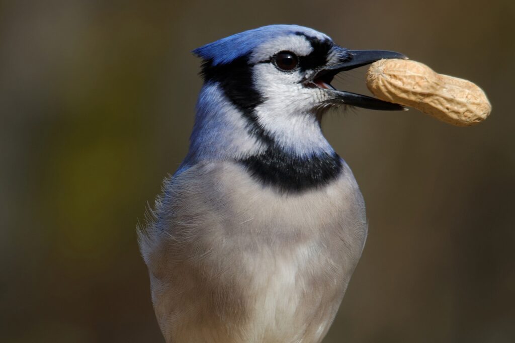 blue jay, eating, peanut-1968992.jpg