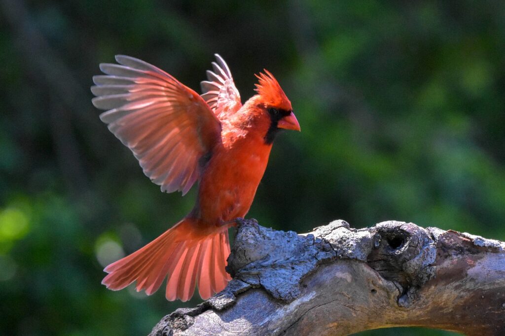 cardinal, bird, wood-6315820.jpg