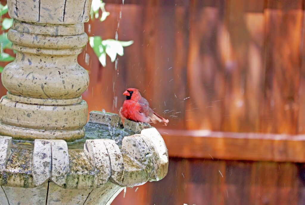 cardinal, red bird, song bird-5070215.jpg