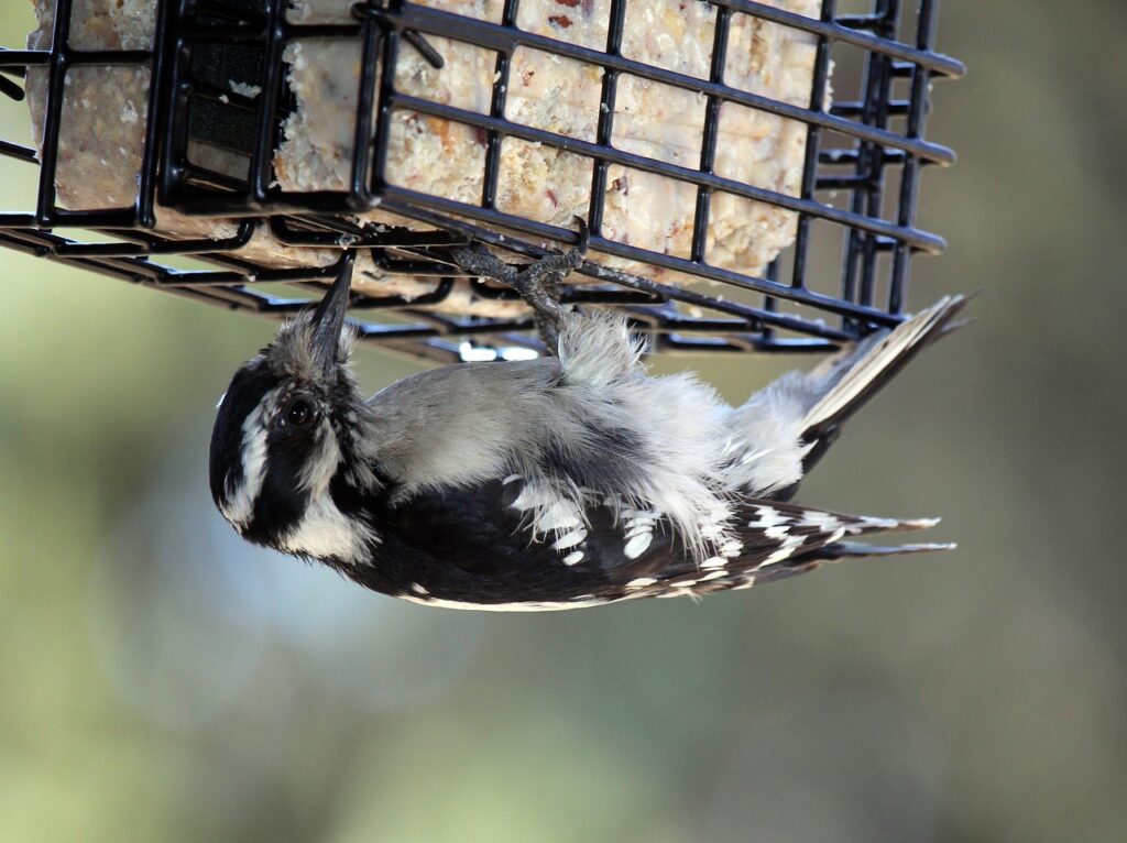 A Female Hairy Woodpecker eating suet. Suet is a must-have food for bird feeding!