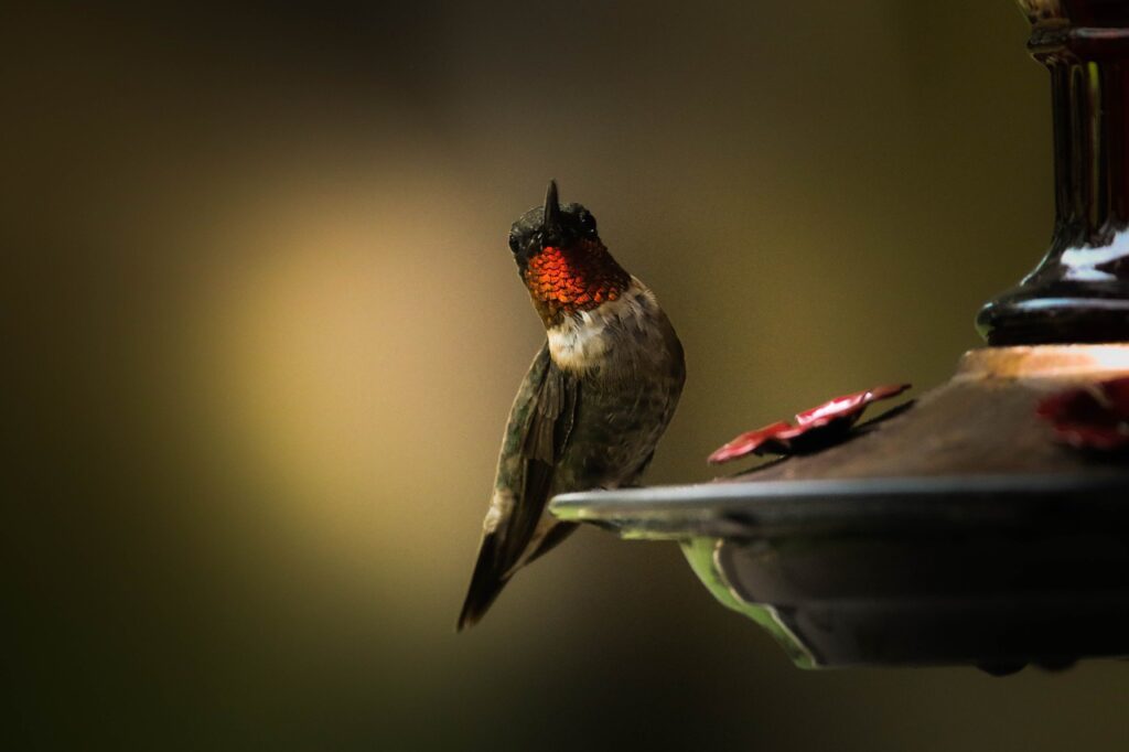 A Ruby Throated Hummingbird sitting on a nectar bird feeder. 