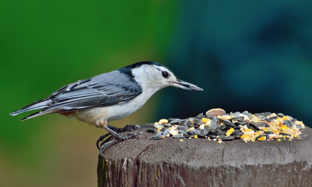 A White Breasted Nuthatch grabbing some black oil sunflower seed. 