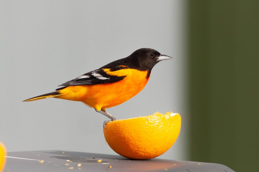 A Baltimore Oriole on an orange. Baltimore Orioles come to Minnesota in the spring and summer.