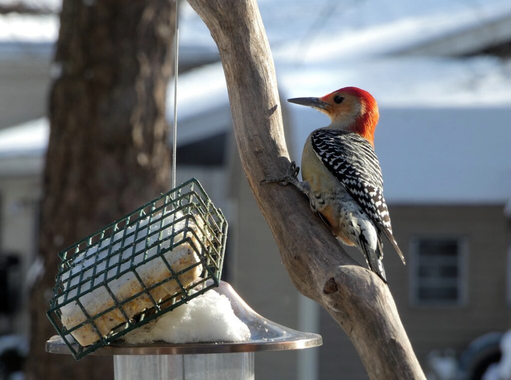 red-bellied woodpecker, bird, animal-6926722.jpg