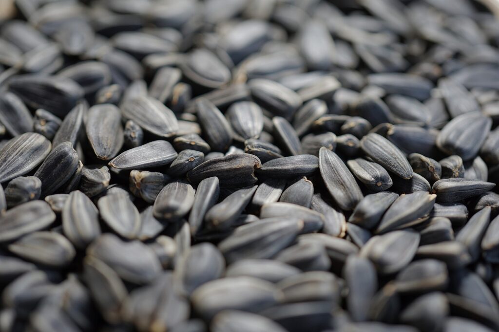 Sunflower seed kernels. Sunflower is my top food choice to start bird feeding. 