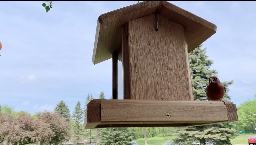 My Birds Choice Cedar Hopper Feeder and a House Finch