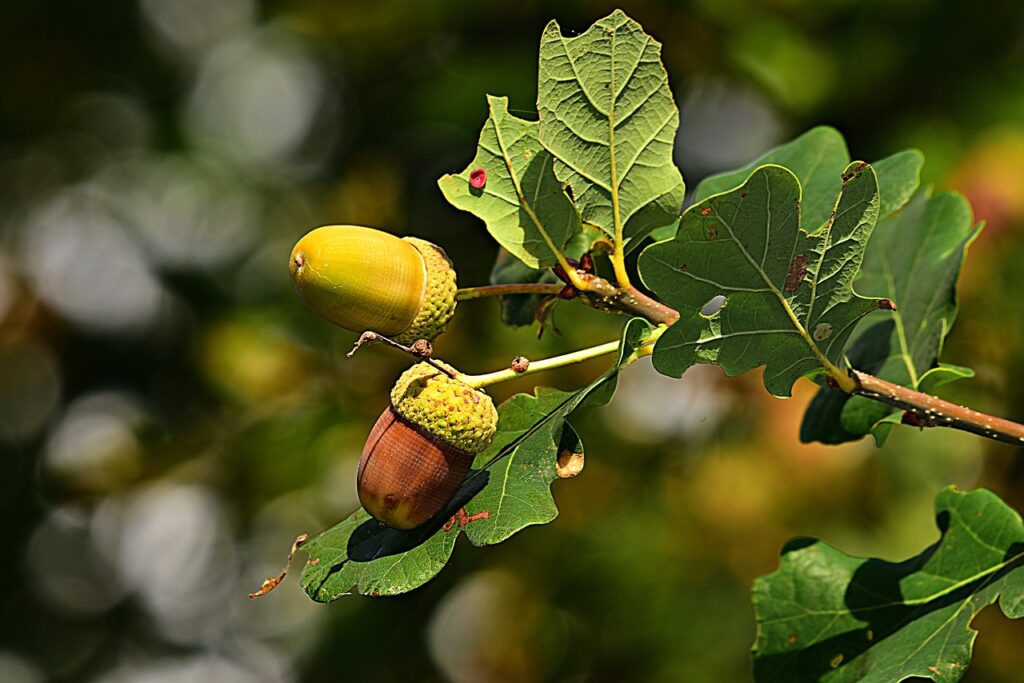 acorn, nut, branch-3694485.jpg