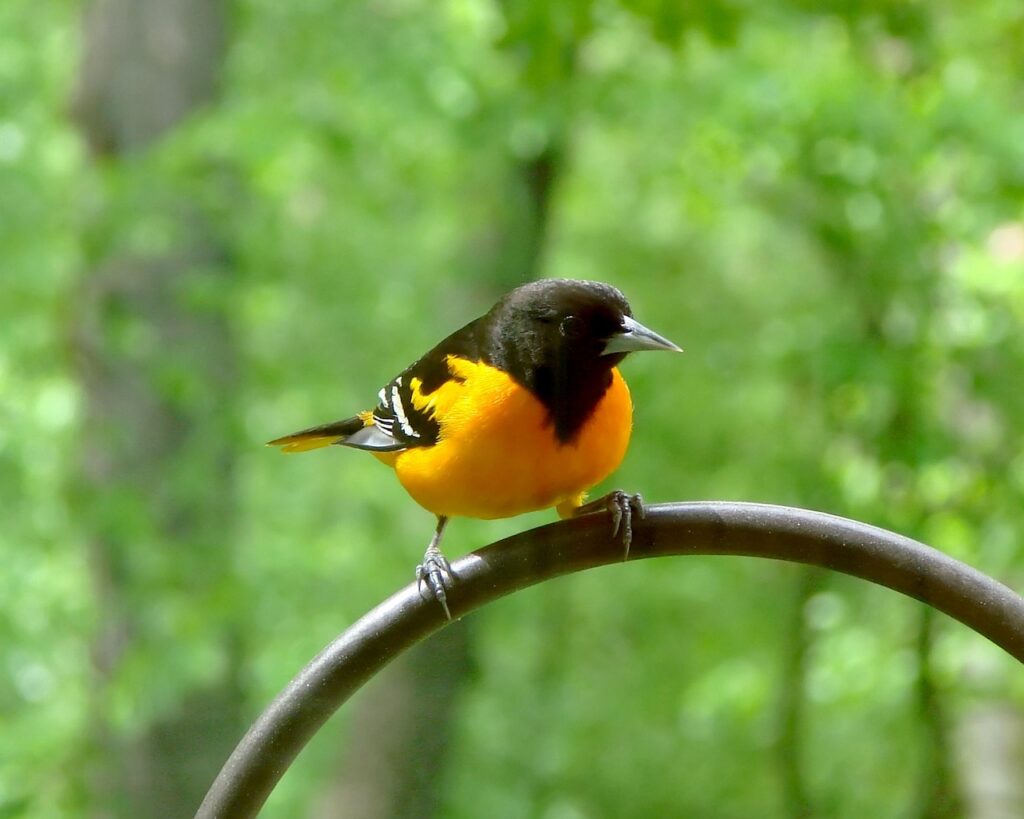 A Baltimore Oriole perched on a bird feeding pole