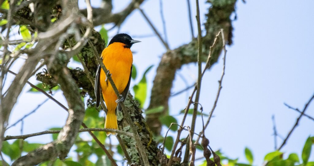 A Baltimore Oriole perched on a tree branch. 