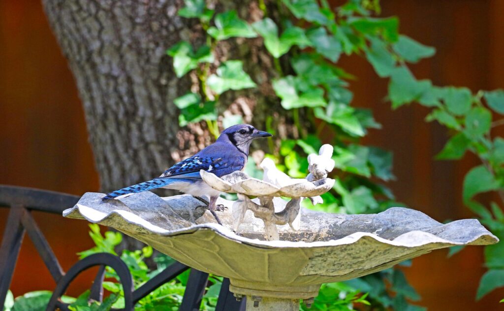 Bird baths are great to attract Blue Jays. 