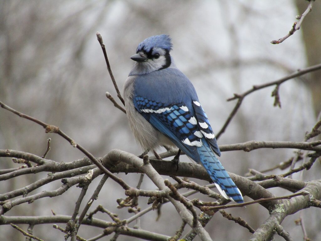 A Blue Jay perched on branches in the winter. There are several things you can do to attract Blue Jays to your yard.