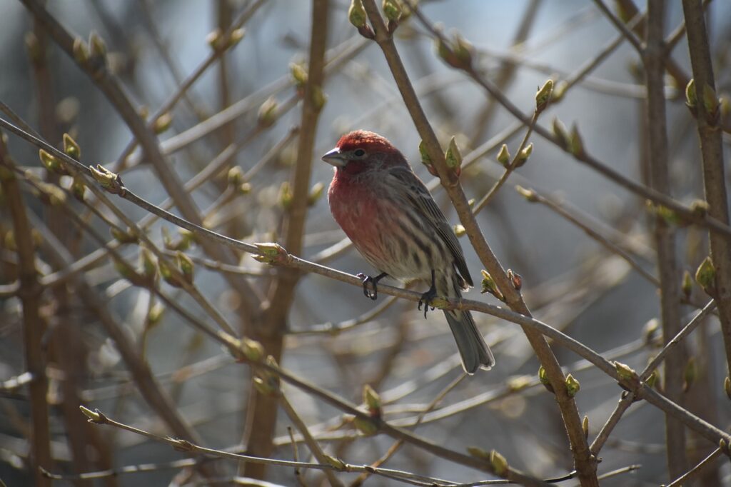 house finch, red, spring-3479099.jpg