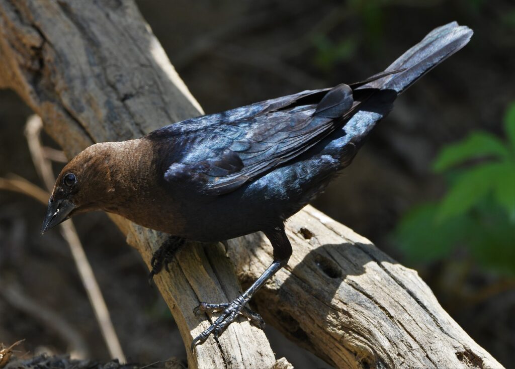 bird, cowbird, brown-headed-5411559.jpg