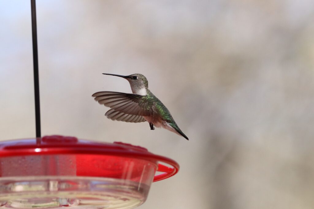 A hummingbird flying to a nectar feeder. 