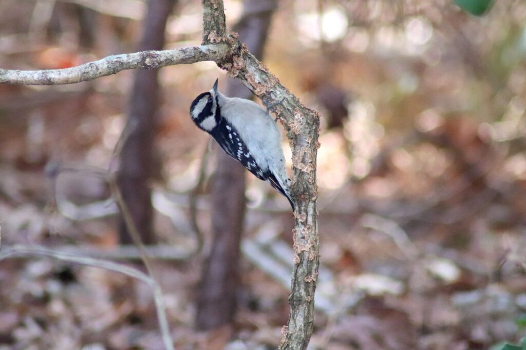 You can also attract woodpeckers by leaving dead trees in your yard. 