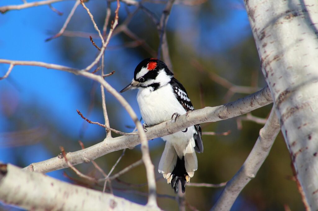 birds, bird watching, hairy woodpecker-3863894.jpg