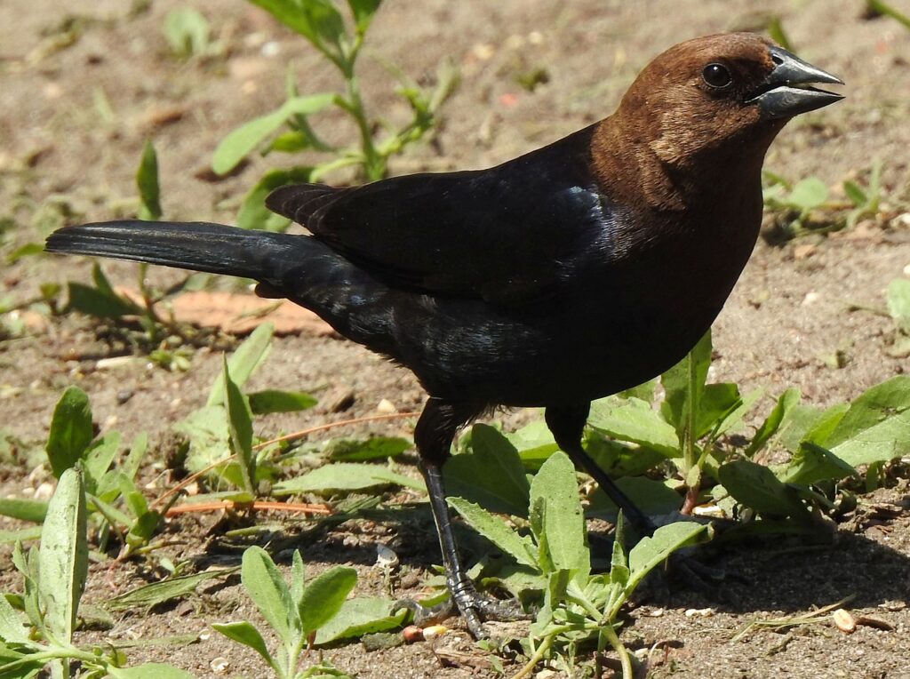 brown-headed cowbird, buffalo bird, molothrus ater-5213754.jpg