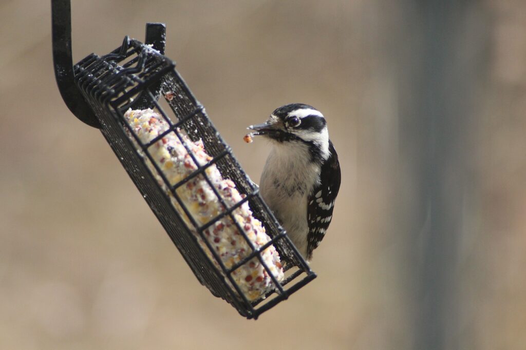 You can easily attract Woodpeckers by hanging suet in a bird feeder. In this picture a Downy Woodpecker is eating suet out of a cage bird feeder. 