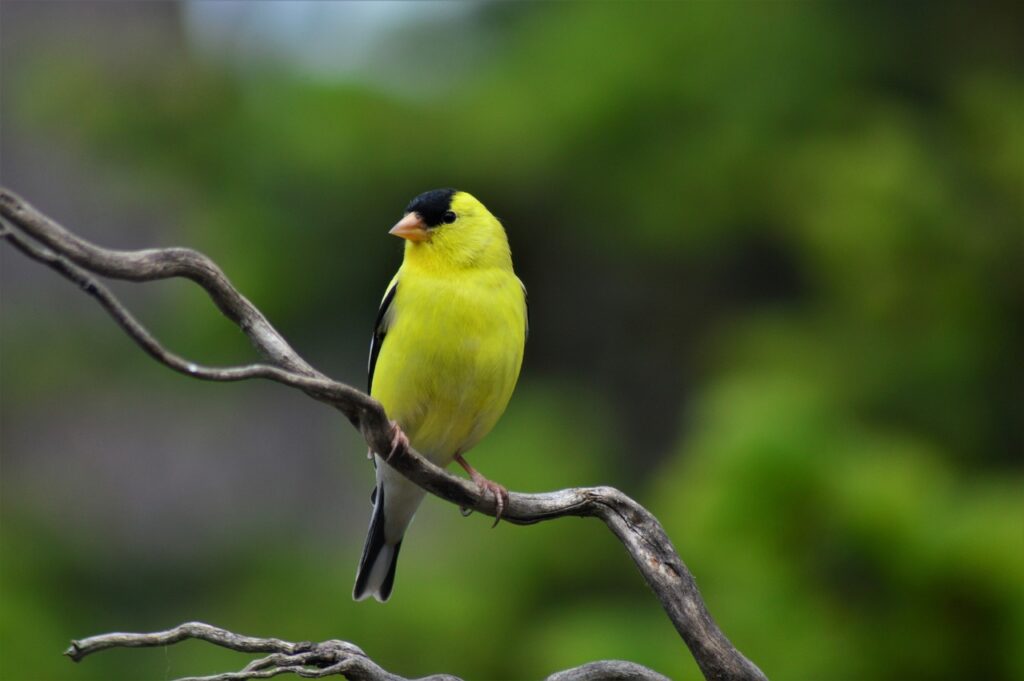 Attracting American Goldfinches adds a lot of color to your feeders in the spring and summer.

goldfinch, bird, nature-4902860.jpg