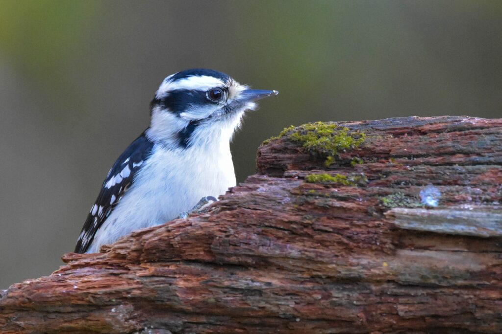 nature, bird, woodpecker-4573036.jpg