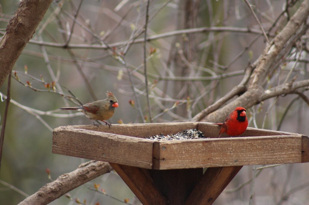 A Northern Cardinal couple on a platform bird feeder. Millennials and Gen-zs can get this beauty in their own backyard in a few easy steps!