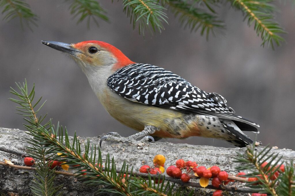 red-bellied woodpecker, bird, animal-6816788.jpg