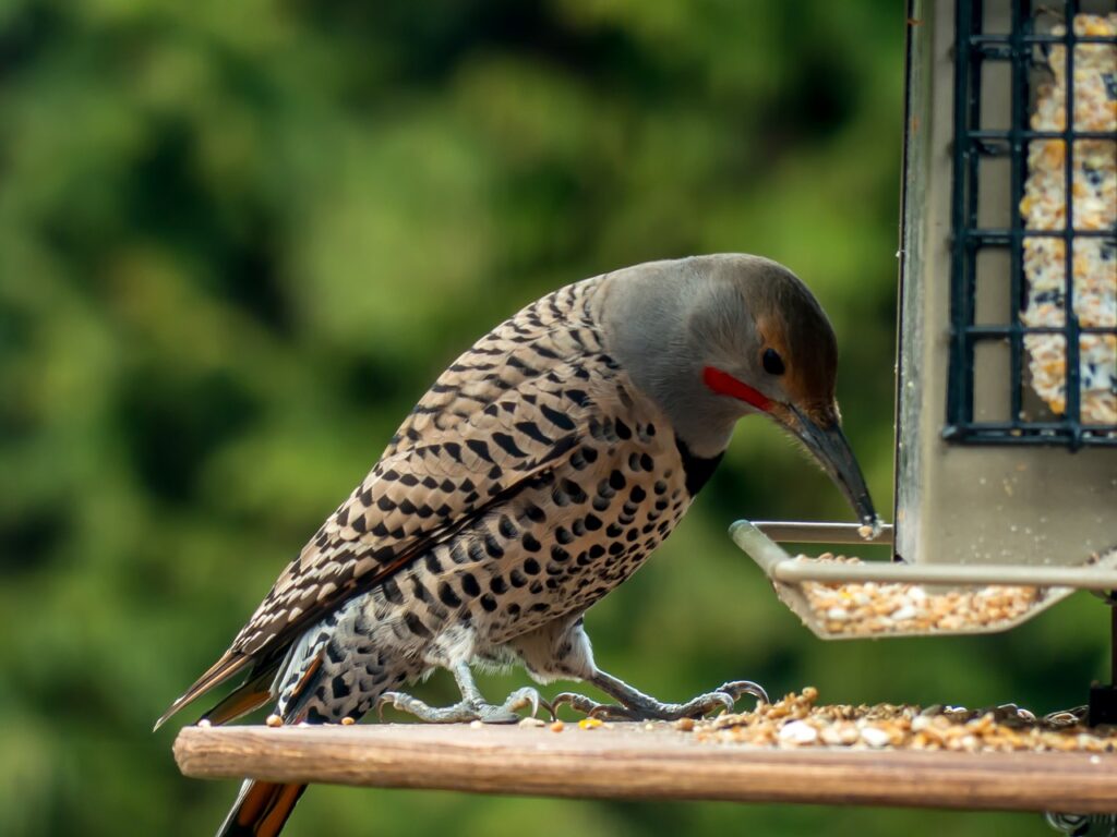 woodpecker, northern flicker, bird-347116.jpg