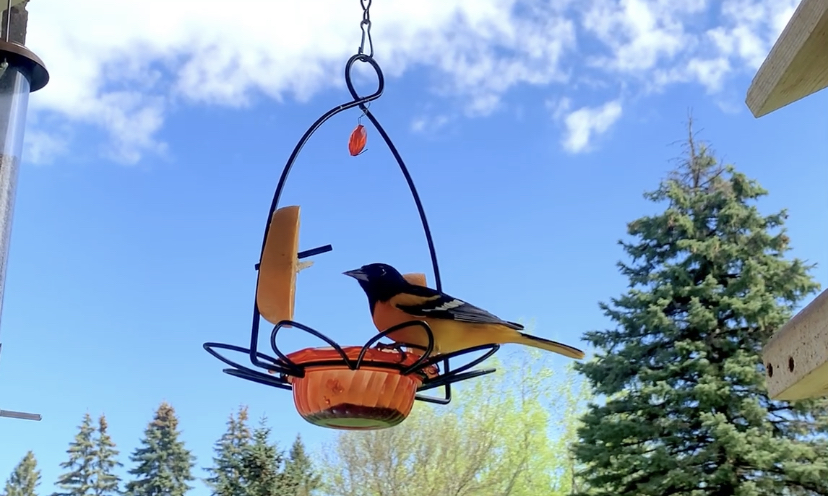 A Baltimore Oriole eating grape jelly at an orange flower feeder.
