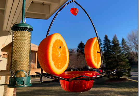 A Baltimore Oriole feeder filled with grape jelly and oranges. 