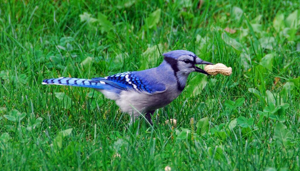 Beautiful Blue Jay birds in backyard with greenery, seed, other blue jays,  water bath Stock Photo