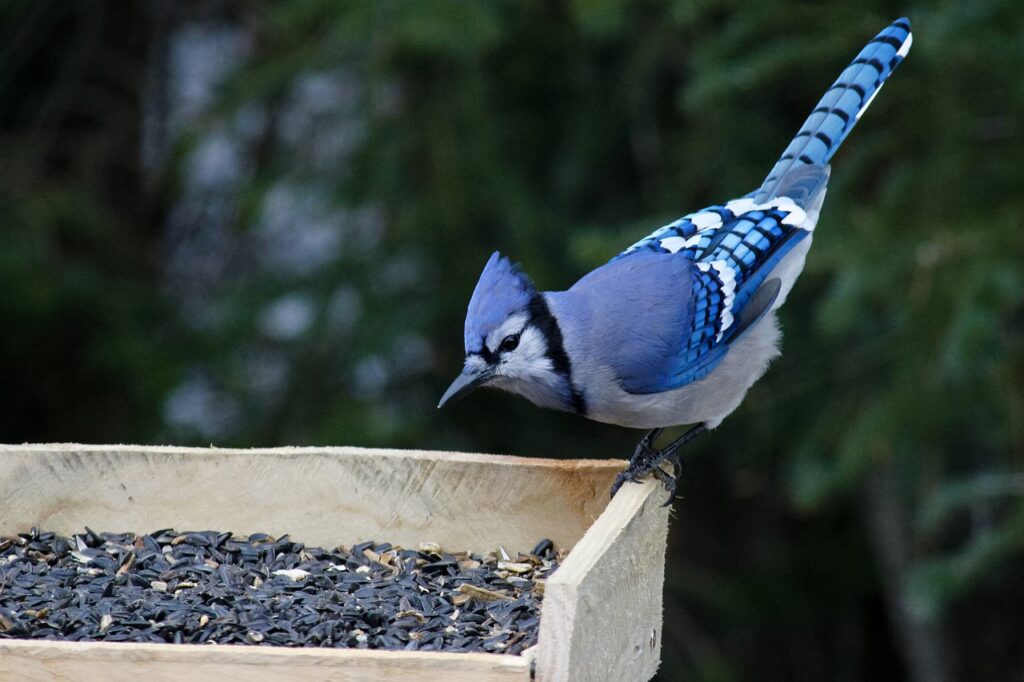 Beautiful Blue Jay Birds 🐦 