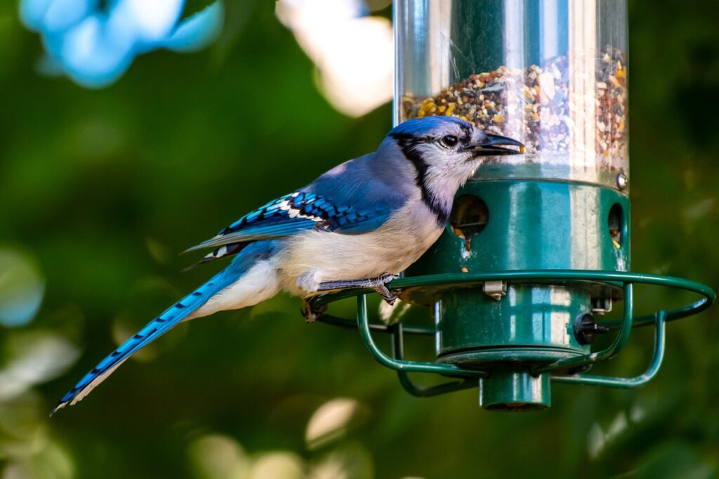 bird feeder, birds, birdwatching-4314800.jpg