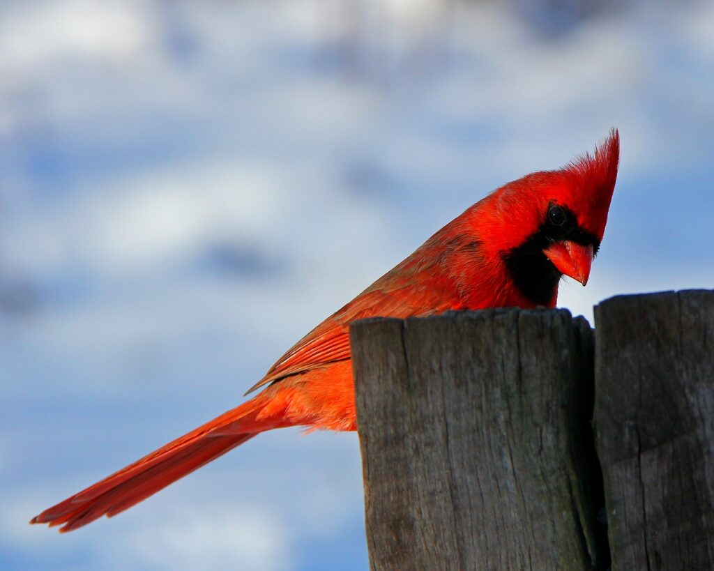 A bright red cardinal sitting on a tree stump during the winter. 