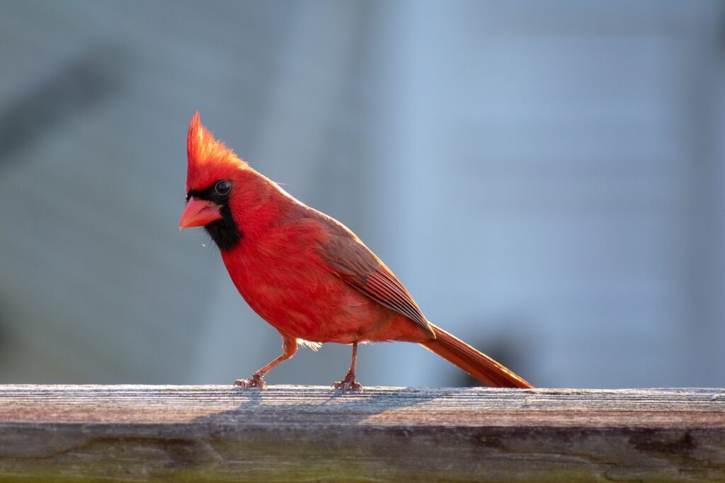 A bright red Northern Cardinal sitting on a deck.