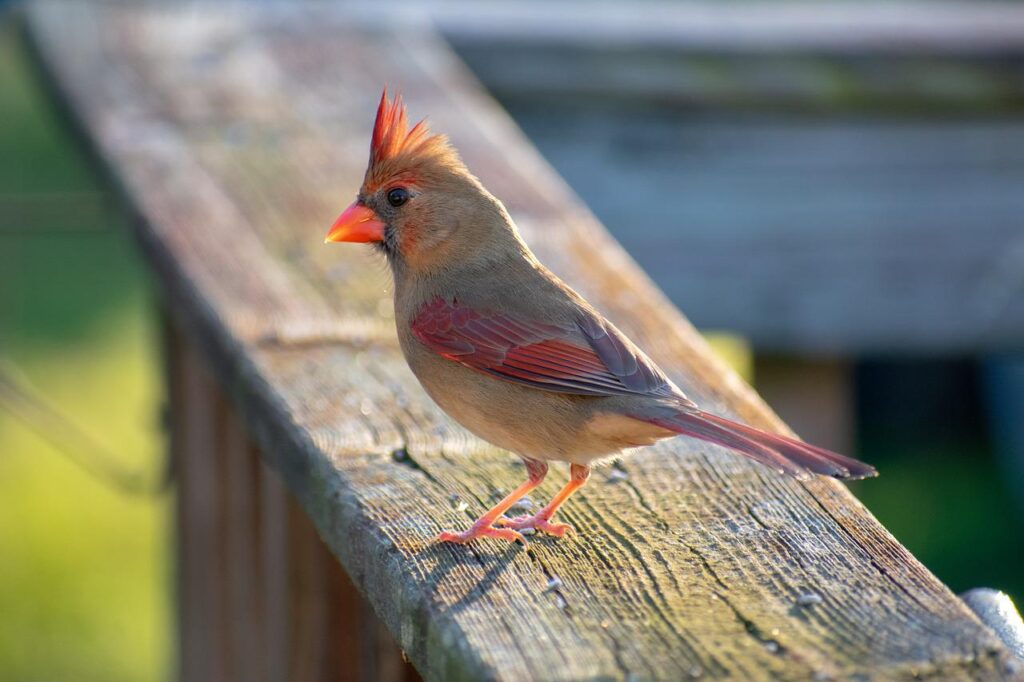 15 Cardinal Bird Facts You Didn't Know (2022) - World Birds