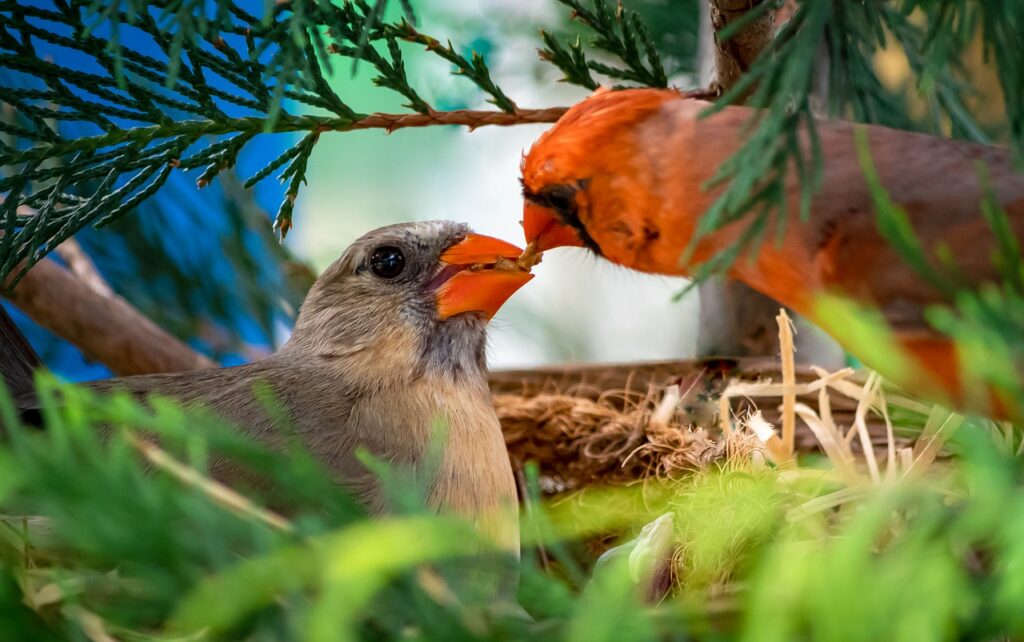 A male Northern Cardinal feeding a female Northern Cardinal sitting in a nest. 