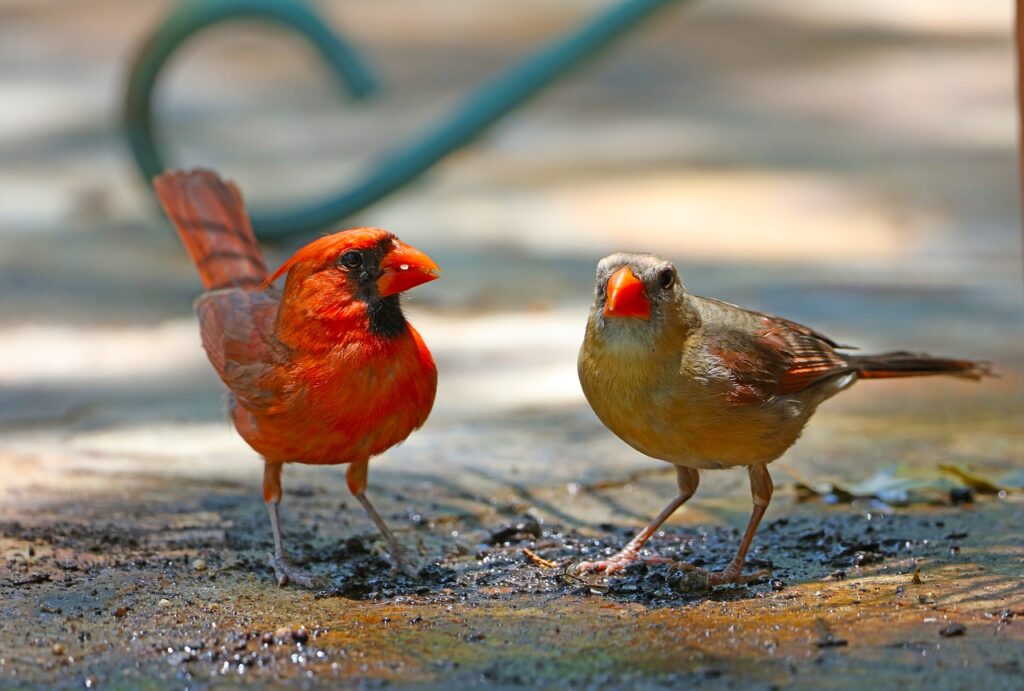 A Cardinal male and female standing in the sand.