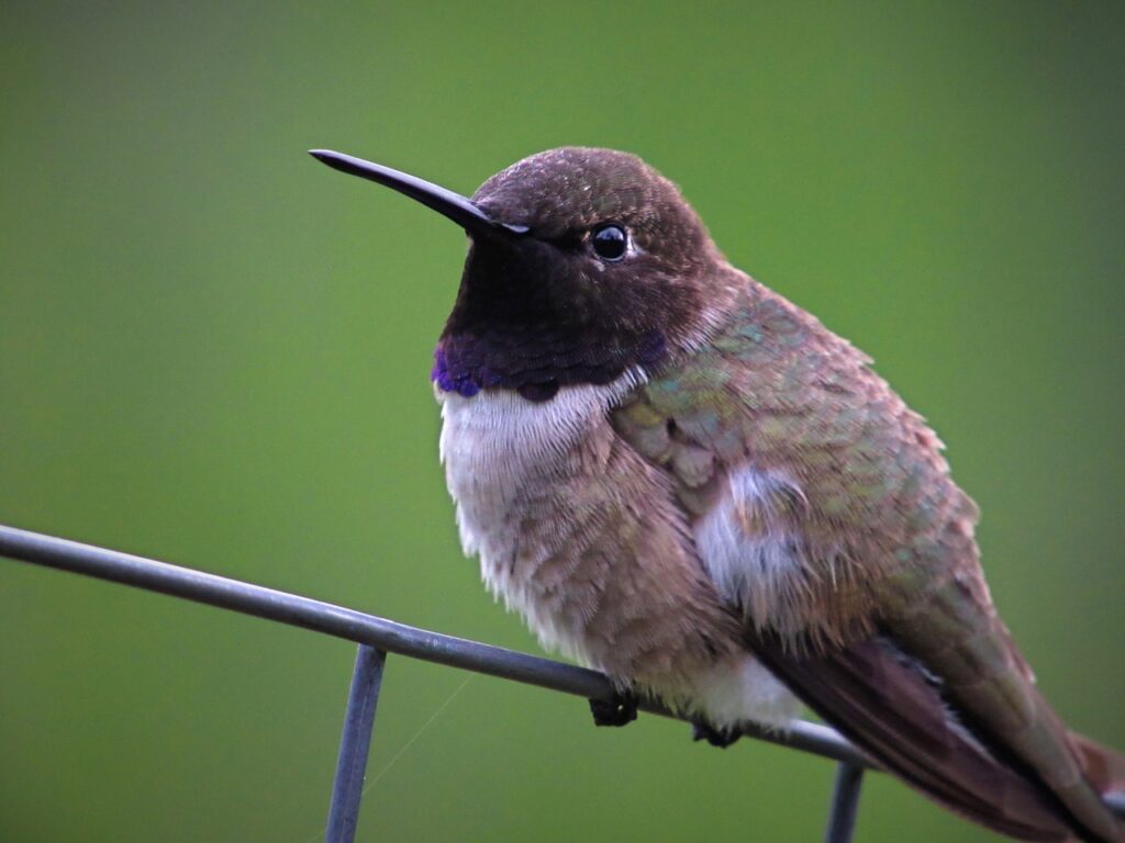 Texas birds - a Black-Chinned Hummingbird. 