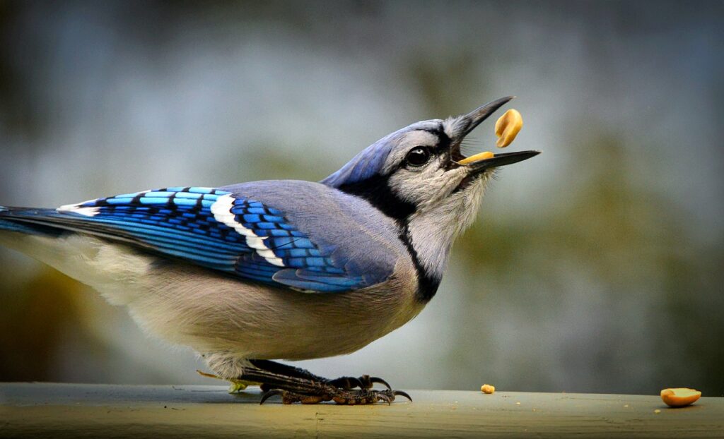 Meet the blue jay, the intelligent rascal of the bird world