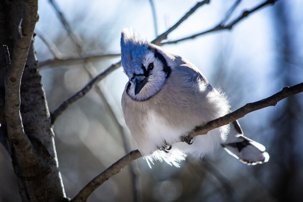 Five fascinating facts about bedeviling blue jays