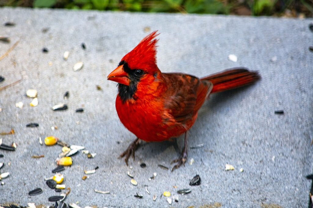 cardinal, bird, animal-6599998.jpg