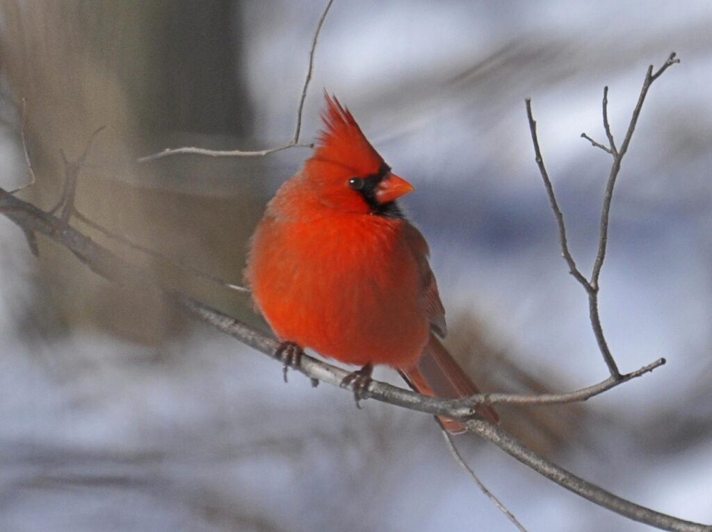 11 Interesting Cardinal Bird Facts You Should Know - Birds and Blooms